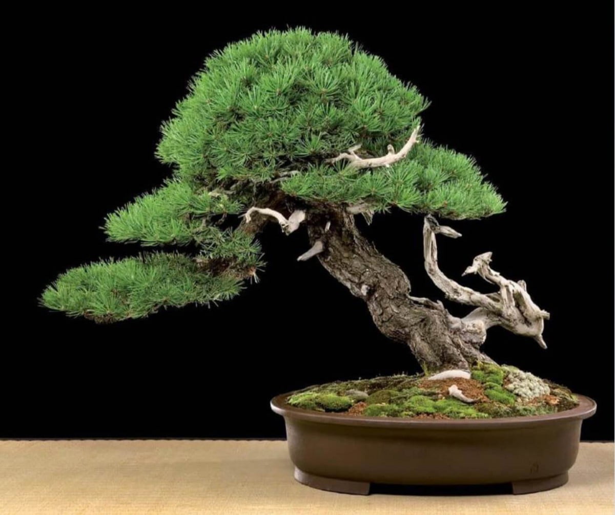 Tạo dáng thành công một tác phẩm Bonsai là như thế nào?