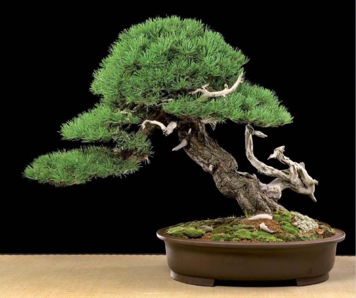 Pinus mugo, Height: 100 cm / 391⁄4". Very classically styled, a slanting pine with a dramatic sweeping branch to the left, counter balanced by the jin at the base to the right