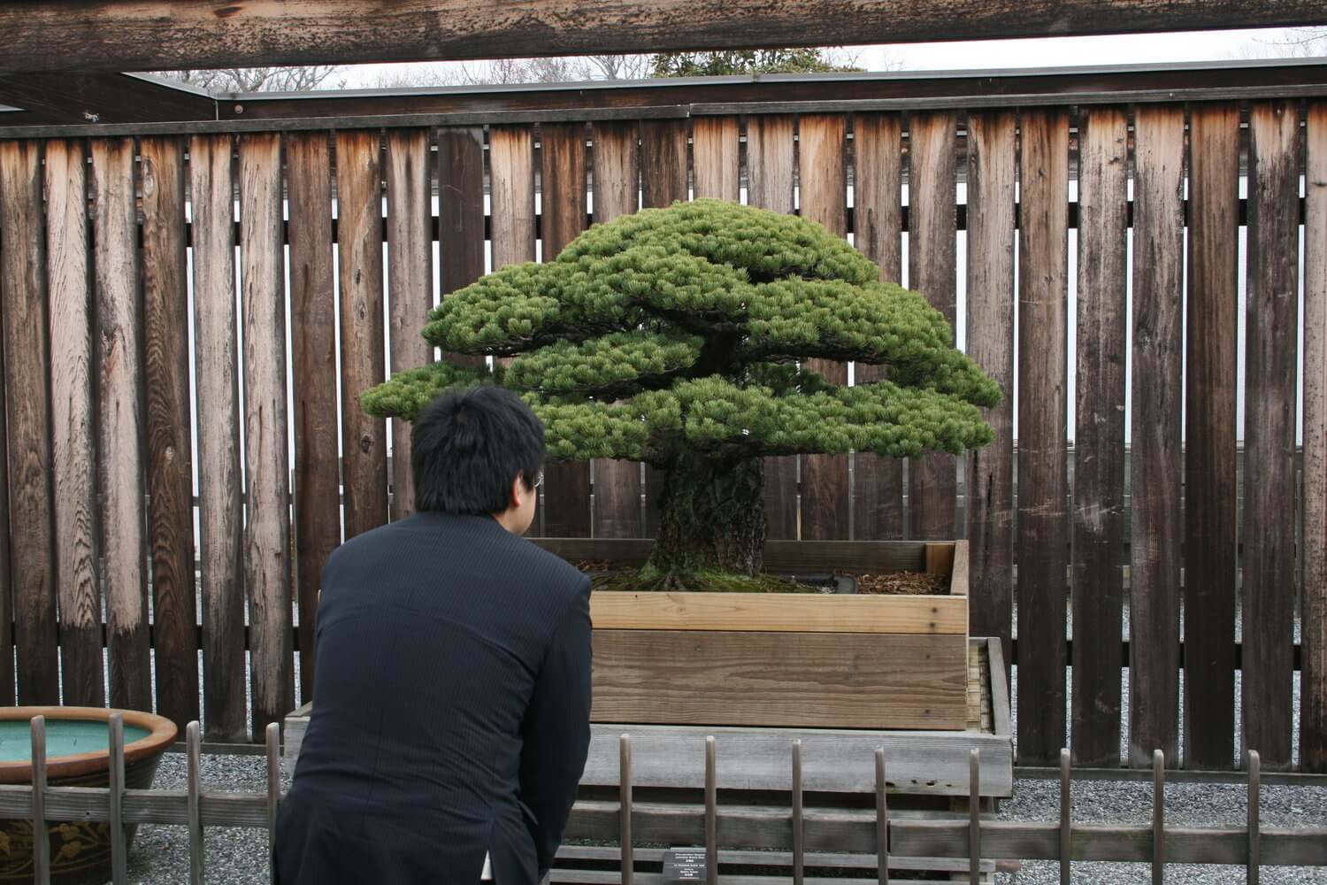Cháu trai Yamaki cúi đầu trước cái cây ở Bảo tàng. Thân và rễ của nó được chuẩn bị để bảo quản qua mùa đông bằng một thùng gỗ được đóng riêng.