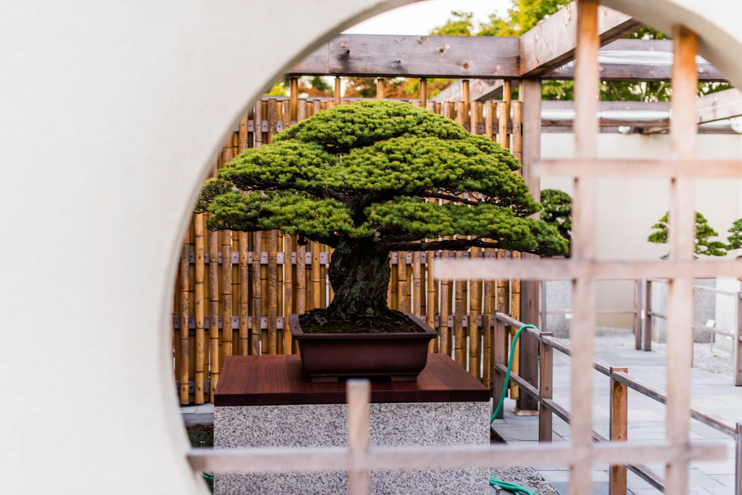 Cây Thông trắng Nhật Bản (còn được gọi là Thông Yamaki, Pinus parvifolia, hay “Cây Bonsai nổi tiếng nhất thế giới")