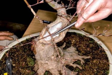 If you compare the thickness of the branch on either side of the graft you can ascertain the success of the union