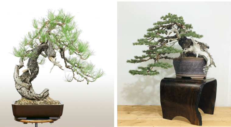 Bên trái: Một cây Ponderosa pines (Thông Ponderosa). Bên phải: Một cây blue spruces (Vân Sam Xanh) nguồn gốc từ Colodrado. Tạo dáng bởi Todd Schlafer.
