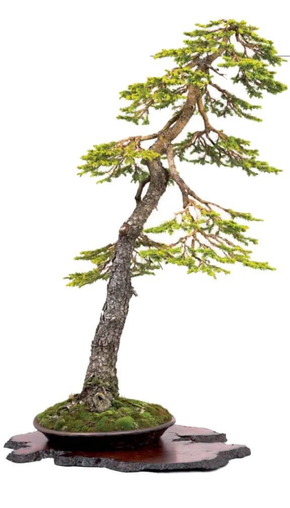 Japanese spruce, Picea glehnii