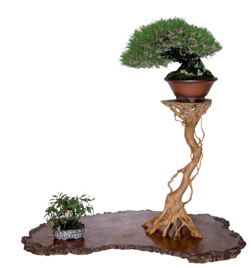 Japanese black pine (Pinus thunber- gii) on a jita with accentplant