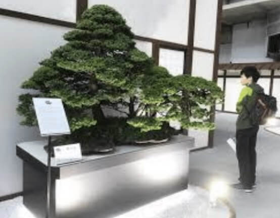 Saburo Kato’s Forest at the 2017 World Bonsai Convention in Japan
