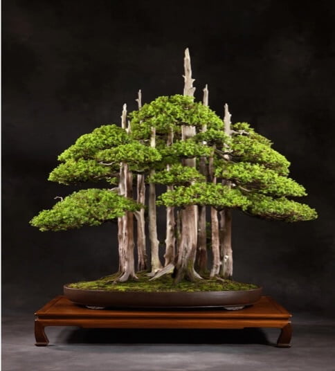 John Y. Naka ‘ Goshin ’ – Perhaps the most famous bonsai in the world