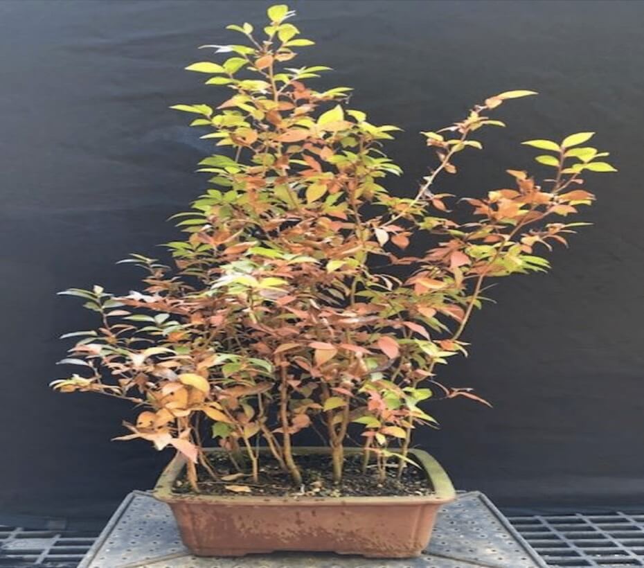 These are the trees to be used to make this new forest bonsai Grown from Seed by Sage Smit