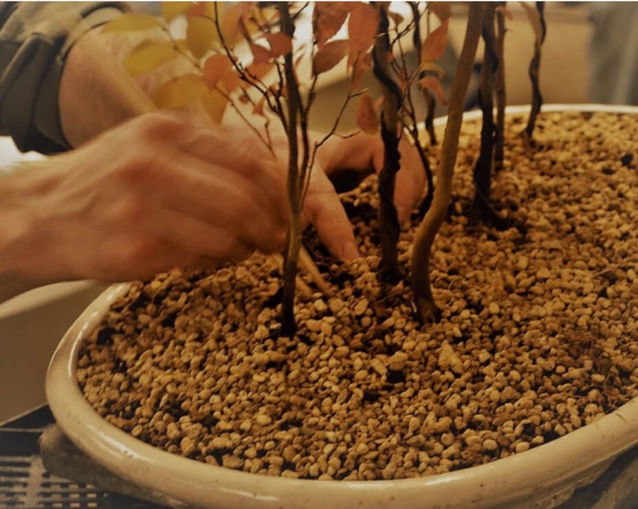 Using chopsticks to settle soil mix around roots and avoid air pockets