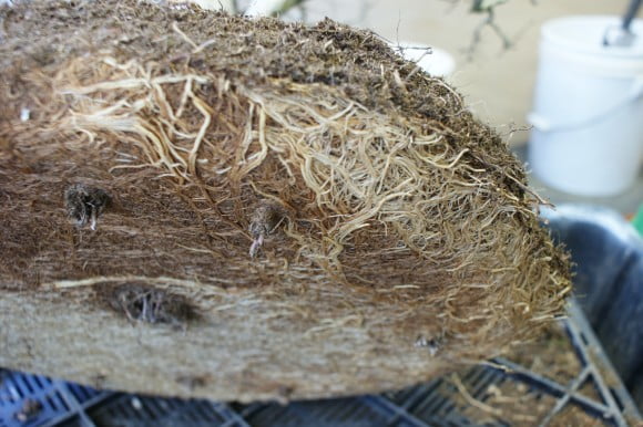 Root plugs - Phích cắm rễ — nơi rễ bắt đầu mọc xuống qua các lỗ thoát nước trong chậu — ngăn cản sự thoát nước thích hợp.
