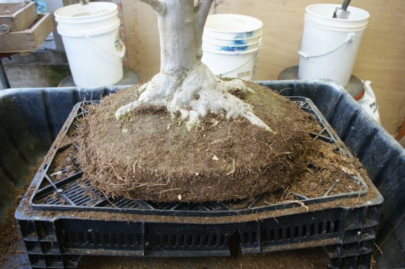 Cây Bonsai trước khi được cắt tỉa rễ