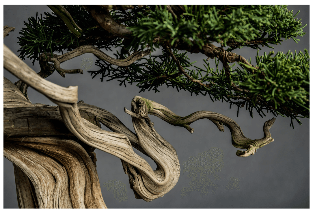 Cây Bách Xù Sargent, được chụp bởi Stephen Voss cho Báo cáo thường niên của Tổ Chức Bonsai Quốc gia (National Bonsai Foundation Annual Report) năm 2019