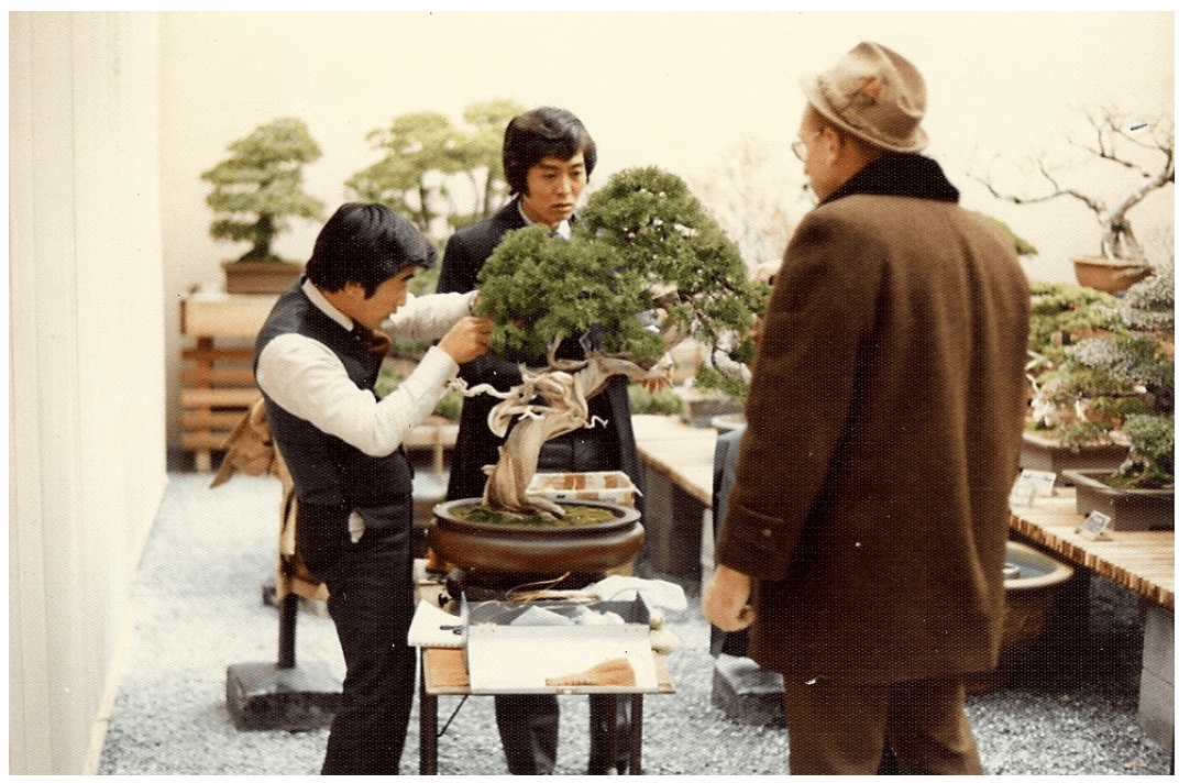 Bob Drechsler, người phụ trách đầu tiên của Bảo tàng, đang đi dây cây Bách Xù với hai nhân viên của Kenichi Oguchi vào năm 1977