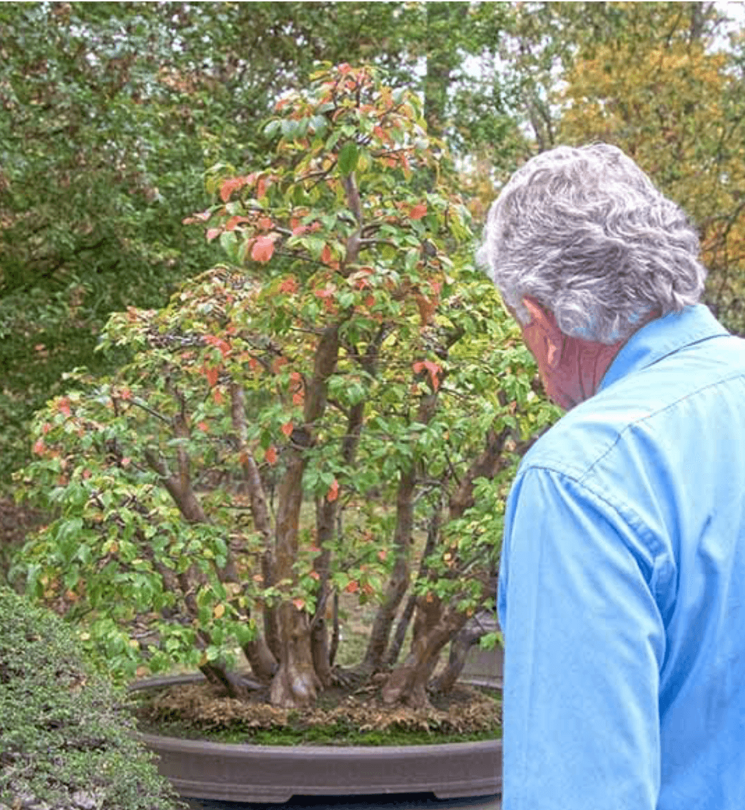 Warren Hill và Tác phẩm Cây Chinese quinces (Pseudocydonia sinensis) trồng theo phong cách rừng. Ảnh: Walter Pall