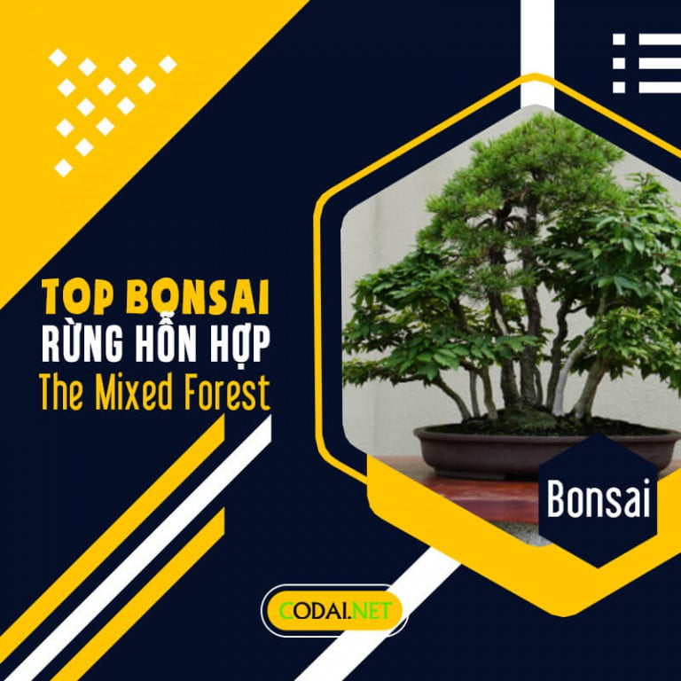 Tiêu điểm Bonsai: Tác phẩm Rừng Hỗn Hợp (The Mixed Forest) do cựu thủ ...