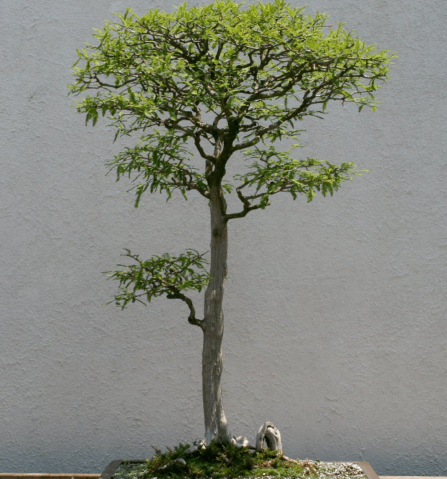 Cây Bách Hói (Bald Cypress, Taxodium distichum) # 269