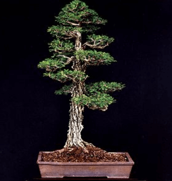 Cây Bách Montezuma (Montezuma Cypress, Taxodium mucronatum) # 274