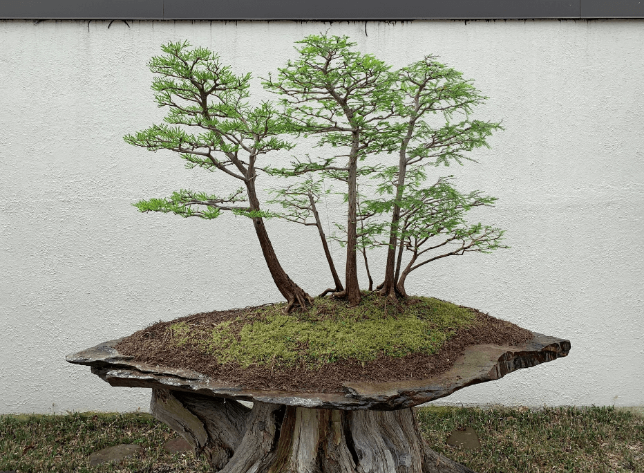 Cây Bách Ao Hồ (Pond Cypress, Taxodium ascendens) trồng cùng các cây Bách Hói