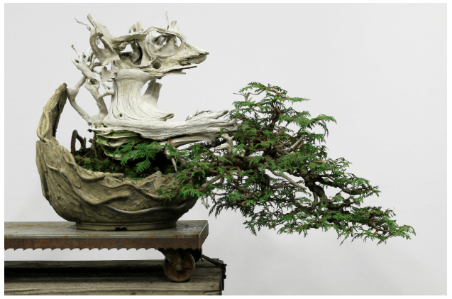 Ảnh: Pacific Bonsai Museum