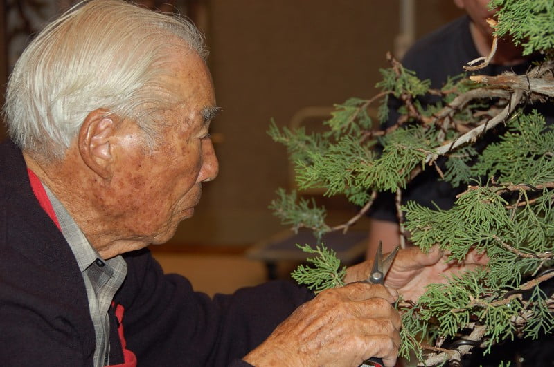  Trong hội nghị GSBF Modesto vào năm 2008, Harry và bạn bè sẽ tạo kiểu cho cây bách xù California quái vật này cho lối vào của GSBF Collection South, một lần nữa lại do Ray Thieme quyên tặng. Trong quá trình sang chậu từ chậu dưỡng cây sang chậu Bonsai trưng bày, cây đã bị chết.