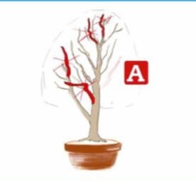 Overall view of what has to be done. Red indicates branches needing to be cut or completely removed. The right area needs to have a counter balance branch (A)