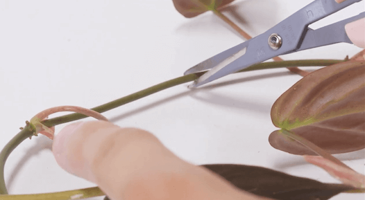 Nhất định phải cắt thân Philodendron hederaceum 'Micans' (Trầu Bà Micans) bằng kéo sắc vô trùng để vết cắt không bị dập hoặc nhiễm khuẩn gây chết cành giâm cuttings.