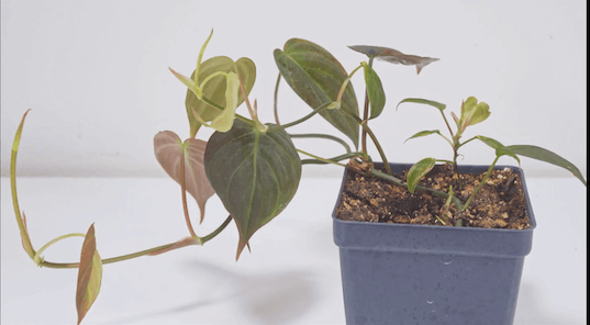 Cây cảnh Philodendron Micans