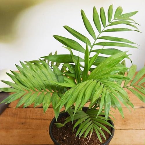 Cây <strong>Chamaedorea elegans Parlor Palm</strong> (Cau Tiểu Trâm) chậu nhựa 10cm