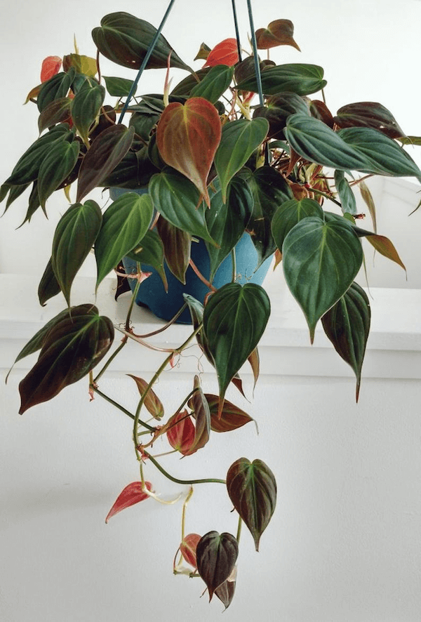 Đây là một giống cây Philodendron hederaceum 'Micans' (Trầu Bà Micans) cực kỳ hoàn hảo để làm cây giống 