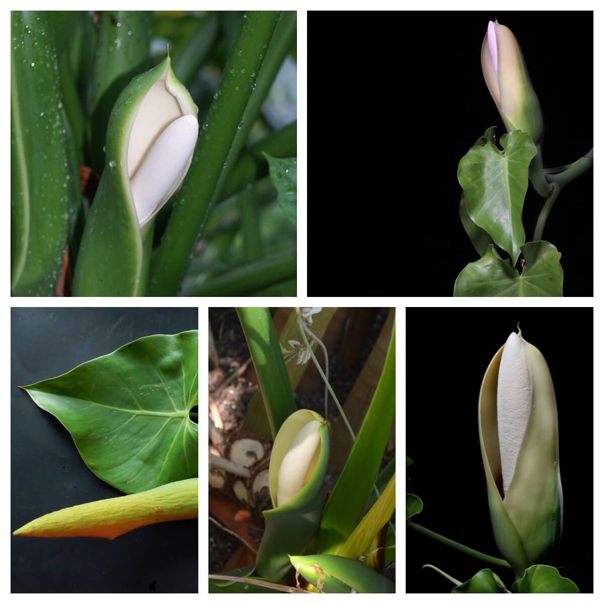 Philodendron hederaceum và Philodendron hederaceum 'Micans' có hoa tương đối giống nhau, có màu trắng