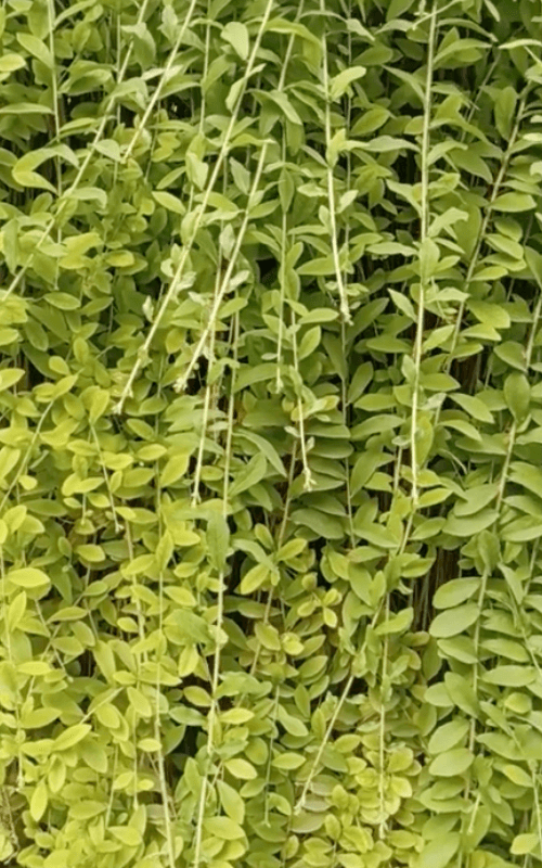 Đây là một mành Cúc Tần Ấn Độ (Tarlmounia elliptica) hoàn hảo để lấy nguyên vật liệu nhân giống. Nhiều nơi cây này còn mọc dại thành bụi, còn trong thành phố nếu nhìn thấy nhà nào có trồng mà nhiều anh em có thể vào xin cắt vài cành về giâm.