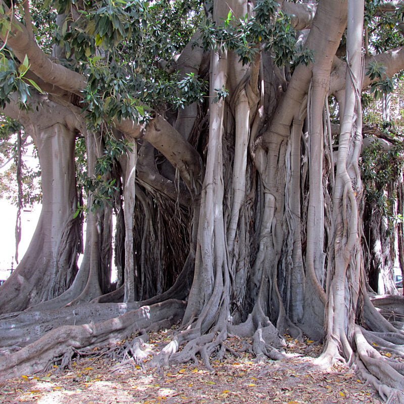 Bộ rễ của một cây Đa Tía (Đa Nhiều Rễ, Đa Bóp Cổ, Ficus macrophylla)