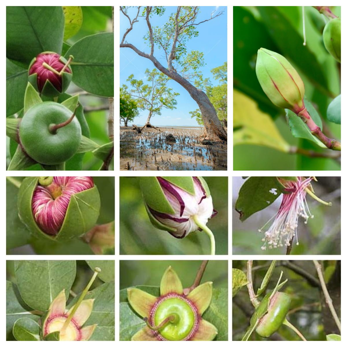 Cây Bần Chua (Bần Sẻ, Mangrove Apple, Sonneratia caseolaris)