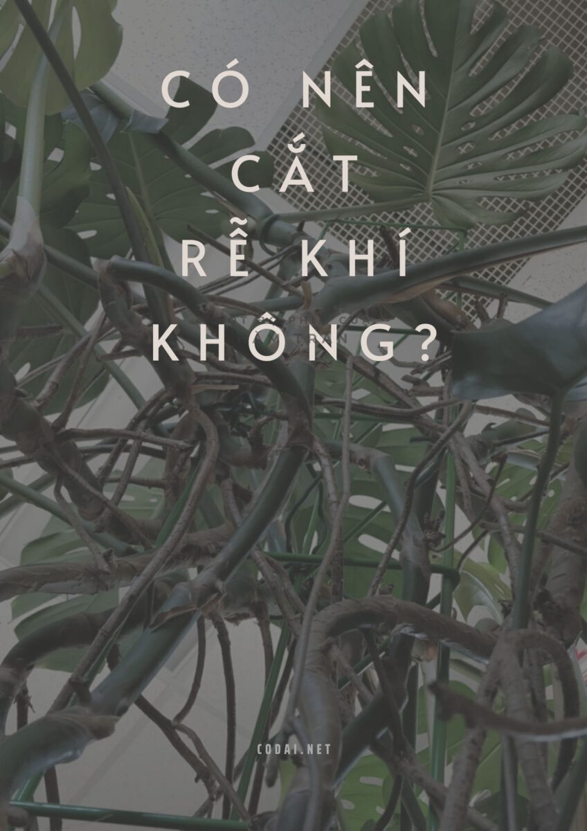 [Hỏi – Đáp] Có nên cắt rễ khí (rễ khí sinh, aerial roots) của các loại cây trong nhà không?