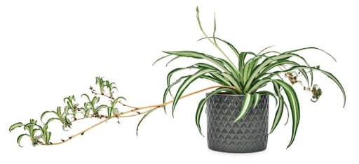 Chlorophytum comosum (Lục Thảo Trổ, Cây Nhện, Spider Plants) với các cây con nảy ra ở dây bò ngang (runners)
