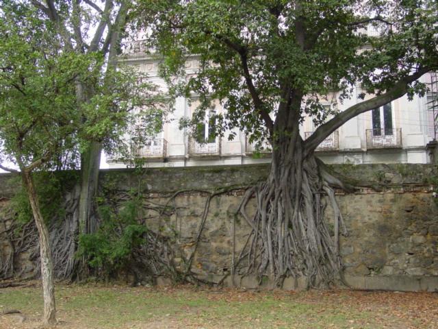 Rễ khí của một cây Ficus americana bám chặt vào một mảng tường
