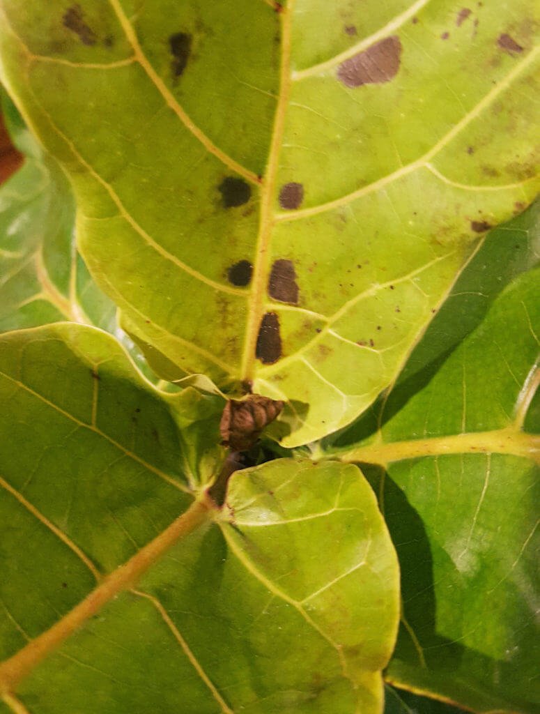 Cận cảnh một chiếc lá bị đốm nâu, đen của một cây Bàng Sing (Fiddle leaf fig, Ficus lyrata).