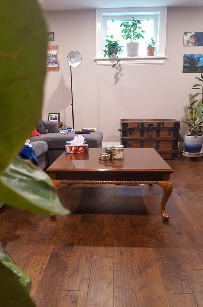 Đây là vị trí của cây bàng Sing trong phòng khách. Cây chỉ được nhận một phần ánh sáng tự nhiên thông qua một ô cửa nhỏ, còn lại đều là ánh sáng nhân tạo (đèn).