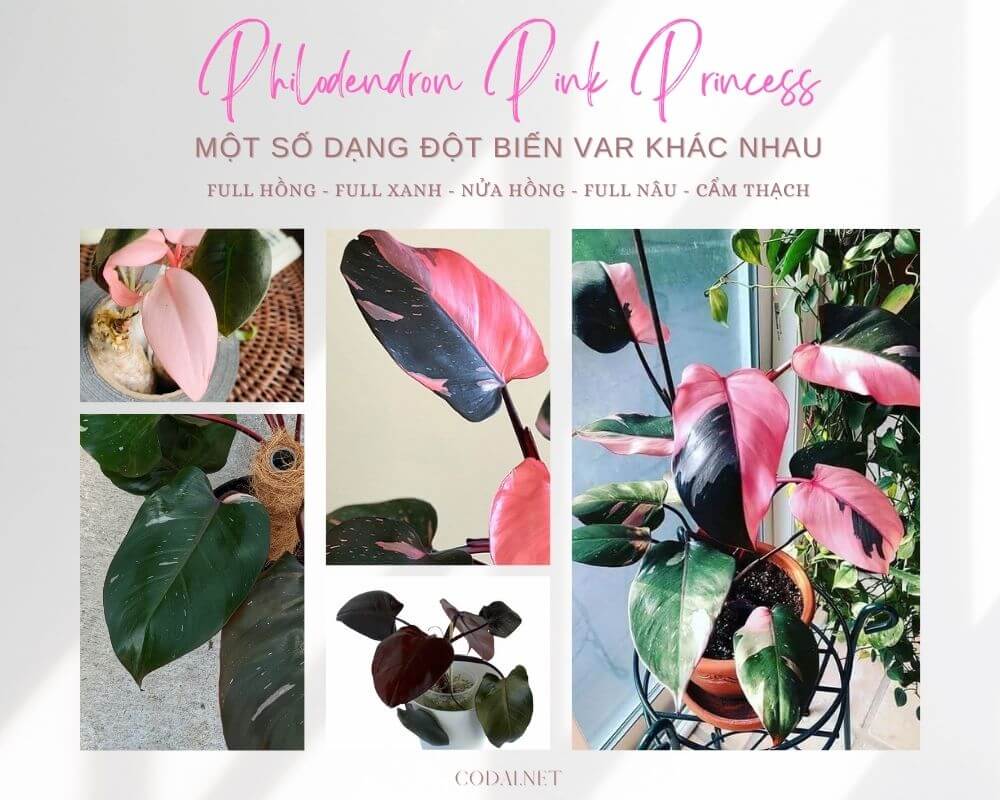Một số dạng đột biến của Philodendron Pink Princess