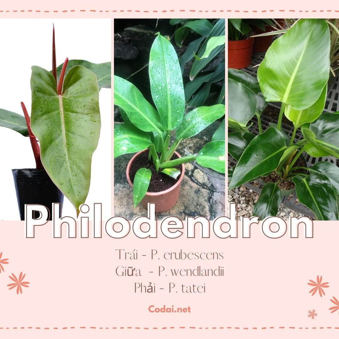 Philodendron erubescens và Philodendron wendlandii và Philodendron tatei 