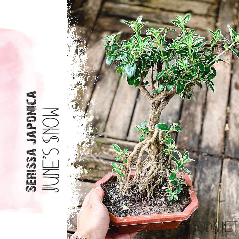 Tận hưởng khung cảnh yên bình và tâm hồn thư thái đến với bộ bonsai hoa serissa japonica bare root. Đây là một sản phẩm ý nghĩa để decor những không gian sống của bạn. Hãy thưởng thức vẻ đẹp thiên nhiên và cảm nhận sức sống đặc biệt của loài cây này.