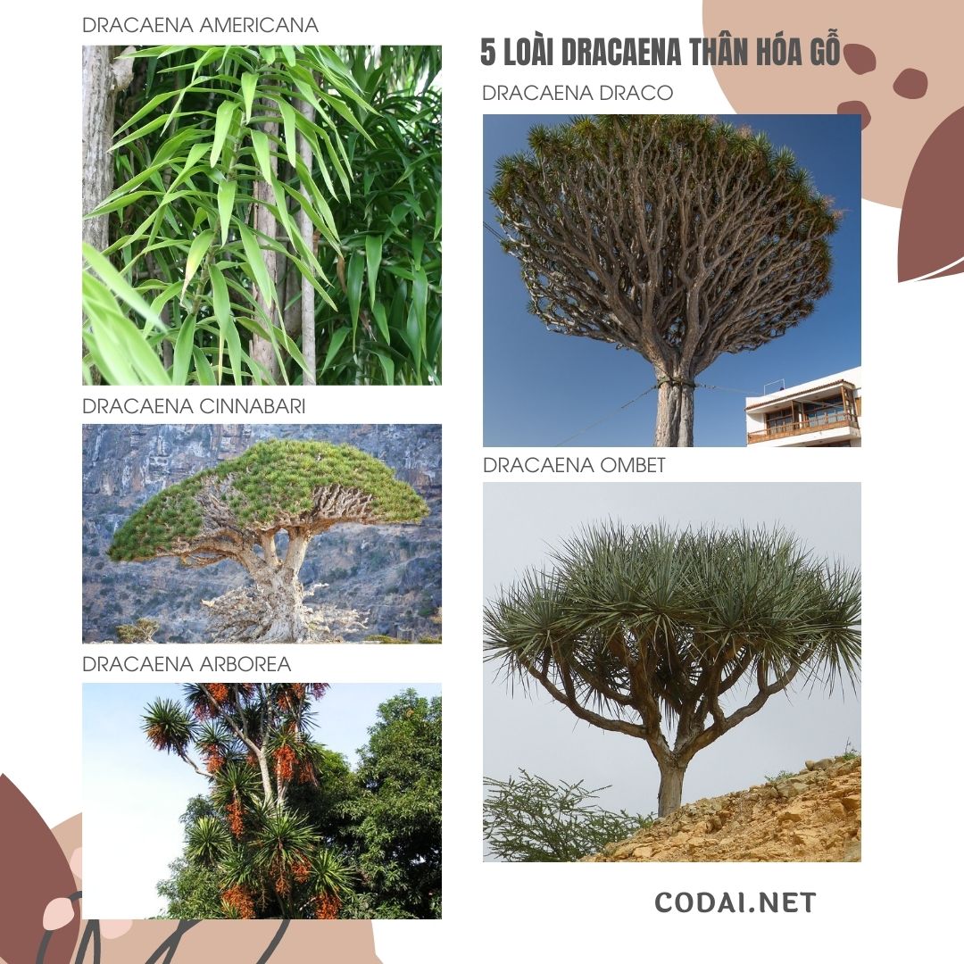 5 loài Dracaena có thân hóa gỗ