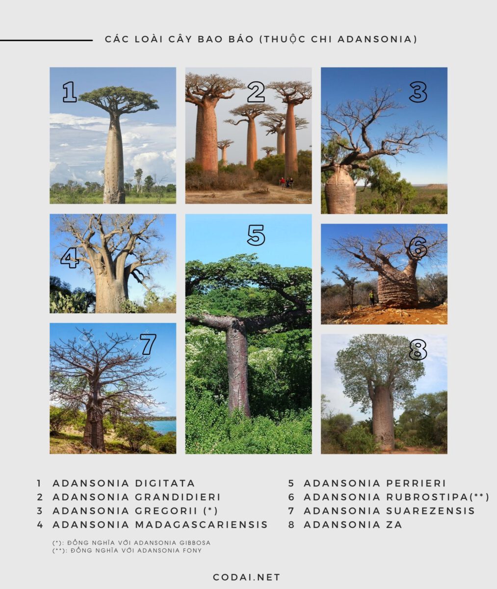 Các loài cây Bao Báp (Cây thuộc chi Adansonia)
