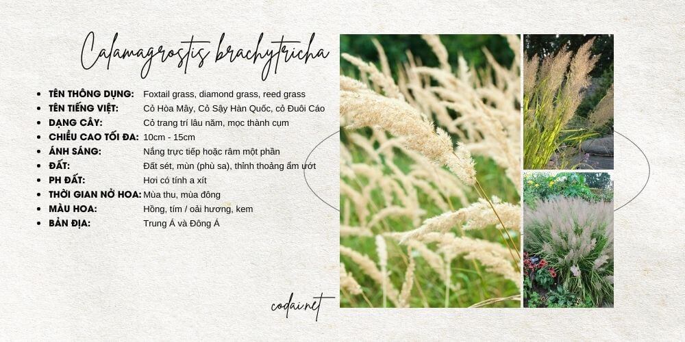 3. Calamagrostis brachytricha (Foxtail grass, diamond grass, reed grass, Cỏ Hòa Mây, Cỏ Sậy Hàn Quốc, Cỏ Đuôi Cáo)