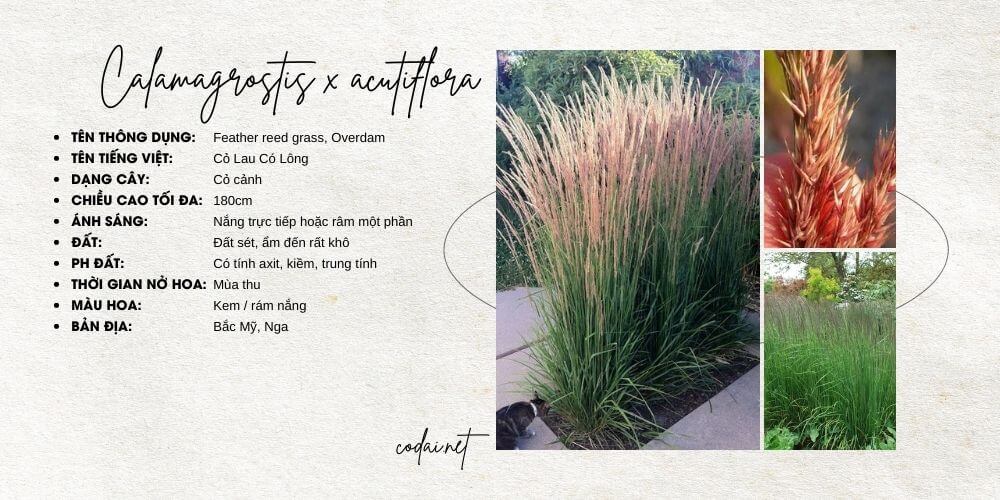 Calamagrostis x acutiflora (Feather reed grass, Overdam, Cỏ Lau Có Lông)