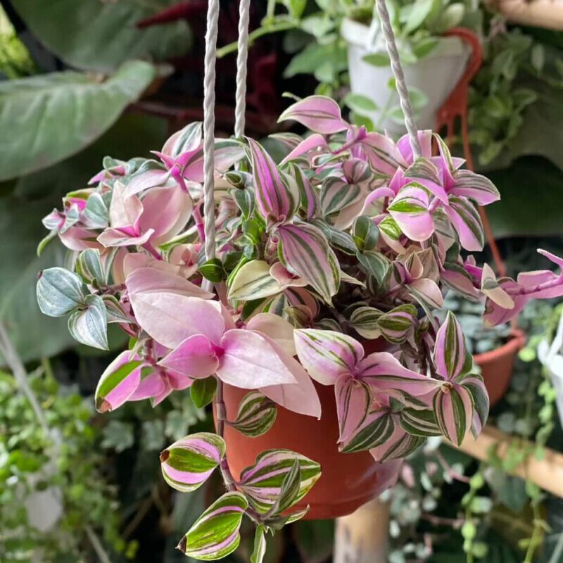 Cây <strong>Tradescantia fluminensis Quadricolor (Tricolor) </strong> (Thài Lài Hồng, Thài Lài Fluminensis 4 màu)