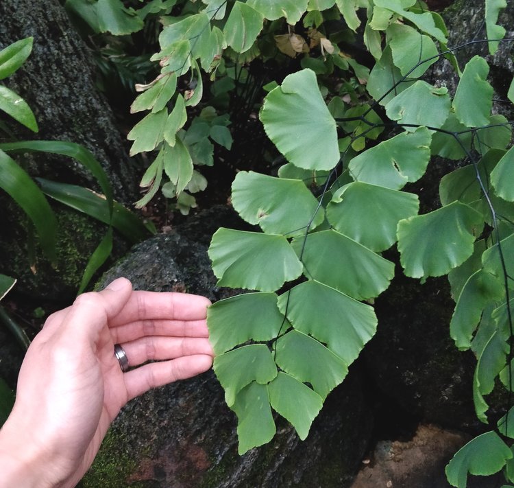 The Silver Dollar maidenhair fern (Adiantum peruvianum) cũng có cách chăm sóc tương tự như thế! Lá cây quá đẹp đúng không ạ ^^
