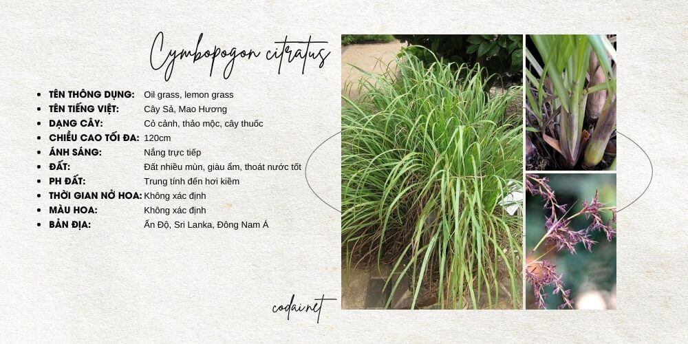 Cymbopogon citratus (Oil grass, lemon grass, Cây Sả, Mao Hương)