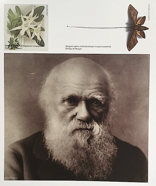 Darwin và tiên đoán nổi tiếng về loài bướm đêm có vòi siêu dài chưa từng thấy trước đó. Ảnh - Quintessence.