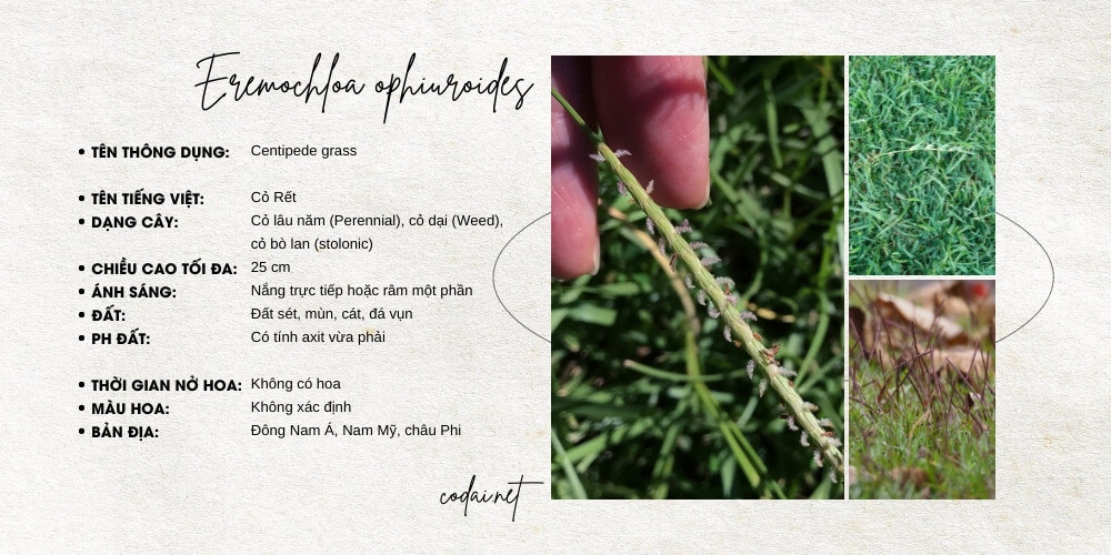 Eremochloa ophiuroides (Centipede grass, Cỏ Rết)