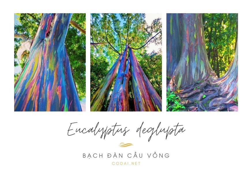 Eucalyptus deglupta - Bạch Đàn Cầu Vồng